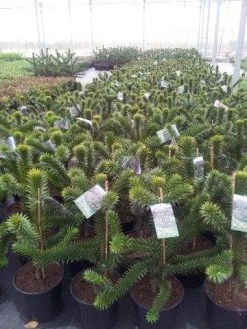 Apeboom (Araucaria Araucana) 32 Apeboom (Araucaria Araucana) -Groene Wereld araucaria c15