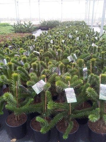 Apeboom (Araucaria Araucana) 16 Apeboom (Araucaria Araucana) - Afbeelding 14