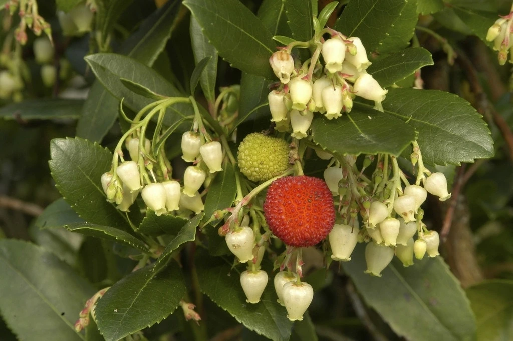 Aardbeiboom (Arbutus Unedo) 6 Aardbeiboom (Arbutus Unedo) - Afbeelding 4