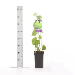 Duitse Pijp (Aristolochia Macropylla) -Groene Wereld aristolochia durior macrophylla 1