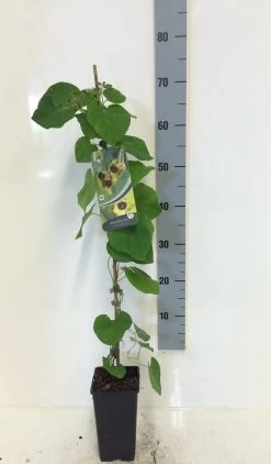 Duitse Pijp (Aristolochia Macropylla) -Groene Wereld aristolochia macrophylla 80 100 c2 1