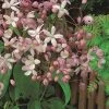 Groenblijvende Clematis (Clematis Armandii 'Hendersonii Rubra') -Groene Wereld arm. hendersonii rubra 1