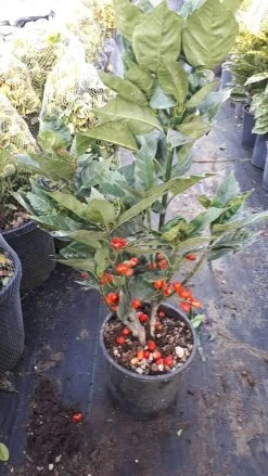 Broodboom (Aucuba Japonica 'Rozannie') -Groene Wereld aucuba rozanne