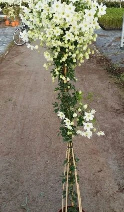 Groenblijvende Clematis (Clematis 'Avalanche') -Groene Wereld avalanche r 180cm 2