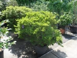 Japanse Azalea (Rhododendron 'Madame Van Hecke') -Groene Wereld azalea japonica 125 150 c70 2