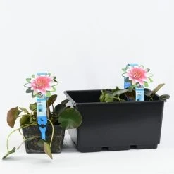 Waterlelie (Nymphaea 'Attraction') -Groene Wereld b 17020 nymphaea attraction 3l. 20180409114708