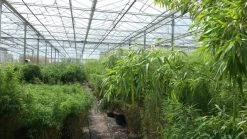 Niet Woekerende Bamboe (Fargesia Murieliae 'Jumbo') 23 Niet Woekerende Bamboe (Fargesia Murieliae 'Jumbo') -Groene Wereld bamboe 1 1