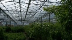 Niet Woekerende Bamboe (Fargesia 'Jiuzhaigou') -Groene Wereld bamboe 2 1