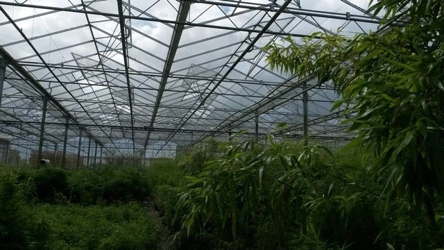 Niet Woekerende Bamboe (Fargesia 'Jiuzhaigou') 12 Niet Woekerende Bamboe (Fargesia 'Jiuzhaigou') - Afbeelding 10