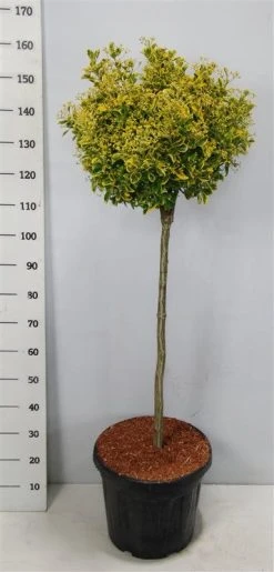 Kardinaalshoed Op Stam (Euonymus Japonicus 'Aureus') -Groene Wereld bc88a2ba3e99a73a1f95554f396bcc6d