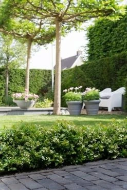 BerryBux Blauwe Bes (Vaccinium Angustifolium ’BerryBux') -Groene Wereld berrybux heg bloei hr 4095 1