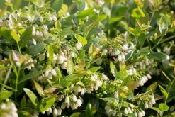BerryBux Blauwe Bes (Vaccinium Angustifolium ’BerryBux') -Groene Wereld berrybux heg bloei hr 4143 2 1