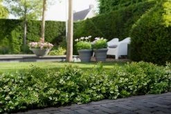 BerryBux Blauwe Bes (Vaccinium Angustifolium ’BerryBux') -Groene Wereld berrybux heg bloei hr 4057 1