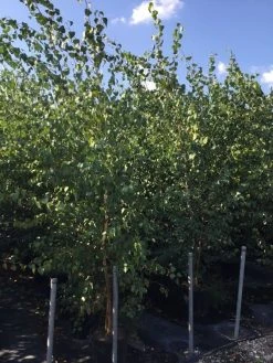 Meerstammige Berk (Betula Pendula) 7 Meerstammige Berk (Betula Pendula) -Groene Wereld betula alba meerstammig 200 250 1 2