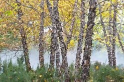 Zwarte Berk (Betula Nigra) -Groene Wereld betula nigra01