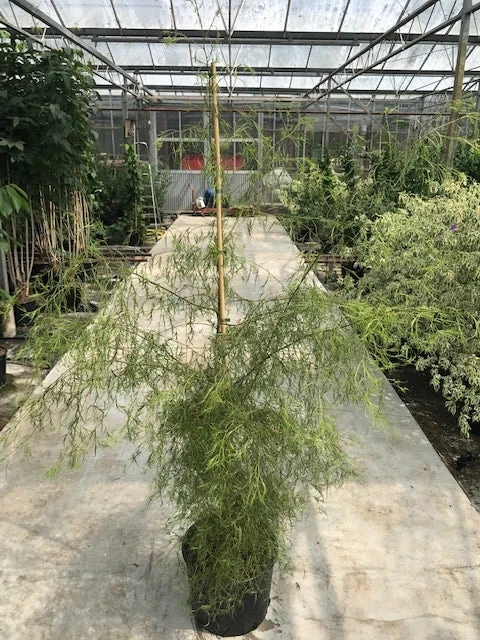 Berk (Betula Pendula 'Karaca') 4 Berk (Betula Pendula 'Karaca') - Afbeelding 2