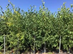 Meerstammige Berk (Betula Pendula) -Groene Wereld betula pendula 200 250cm meerstammig 1