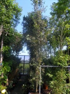 Zuilberk (Betula Pendula 'Fastigiata') -Groene Wereld betula pendula fastigiata 400 500 1