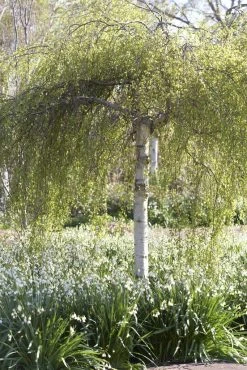 Treurberk (Betula Pendula 'Tristis') -Groene Wereld betula pendula tristis01 2