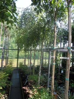 Prieelberk (Betula Pendula 'Youngii') 13 Prieelberk (Betula Pendula 'Youngii') -Groene Wereld betula pendula youngii 14 16ho cont 1