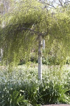 Berk Als Dakboom (Betula Pendula)