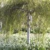 Berk Als Dakboom (Betula Pendula) -Groene Wereld betulapendulav03