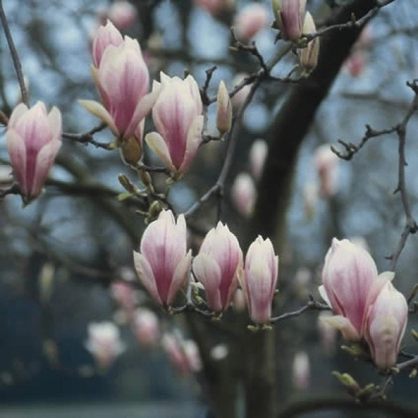 Beverboom (Magnolia Soulangeana Als Boom) 3 Beverboom (Magnolia Soulangeana Als Boom)