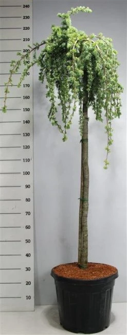 Treurceder Op Stam (Cedrus Libani 'Glauca Pendula') -Groene Wereld bf626bb3ffe06d8a36e0e5cfc965630a