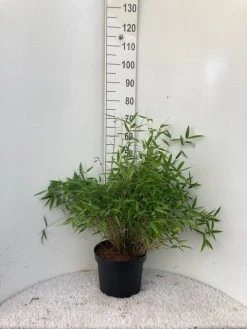 Niet Woekerende Bamboe (Fargesia Murieliae 'Bimbo') 17 Niet Woekerende Bamboe (Fargesia Murieliae 'Bimbo') -Groene Wereld bimbo c10 1