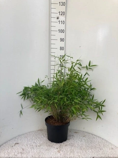 Niet Woekerende Bamboe (Fargesia Murieliae 'Bimbo') 5 Niet Woekerende Bamboe (Fargesia Murieliae 'Bimbo') - Afbeelding 3