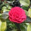 Camelia Als Leivorm (Camellia Japonica 'Black Lace') 2 Camelia Als Leivorm (Camellia Japonica 'Black Lace') -Groene Wereld blacklace 1