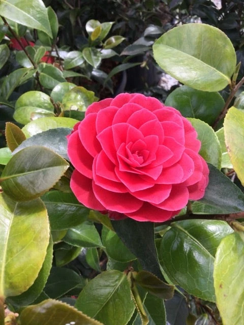 Camelia Als Leivorm (Camellia Japonica 'Black Lace') 3 Camelia Als Leivorm (Camellia Japonica 'Black Lace')