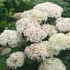 Hortensia (Hydrangea 'BellaRagazza Blanchetta') 1 Hortensia (Hydrangea 'BellaRagazza Blanchetta') -Groene Wereld blanchettadwergannabelle