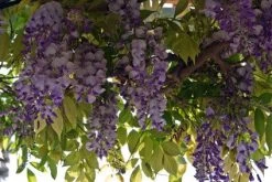Blauwe Regen (Wisteria Sinensis 'Prolific') -Groene Wereld blauweregen