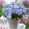 Hortensia Blue Ballad (Hydrangea 'Music Collection') -Groene Wereld blue ballad 4
