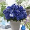 Hortensia Blue Boogiewoogie (Hydrangea 'Music Collection') 1 Hortensia Blue Boogiewoogie (Hydrangea 'Music Collection') -Groene Wereld blue boogiewoogie 2 3