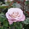 Grootbloemige Roos (Rosa 'Blue Girl') 1 Grootbloemige Roos (Rosa 'Blue Girl') -Groene Wereld blue girl