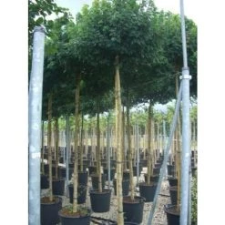 Esdoorn (Acer Campestre 'Elsrijk') 7 Esdoorn (Acer Campestre 'Elsrijk') -Groene Wereld bolesdoorn acer campestre nanum 31817999 d4b