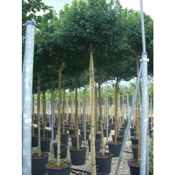 Esdoorn (Acer Campestre 'Elsrijk') 4 Esdoorn (Acer Campestre 'Elsrijk') - Afbeelding 2