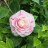 Camelia Als Leivorm (Camellia Japonica 'Bonomiana') -Groene Wereld bonomiana 3