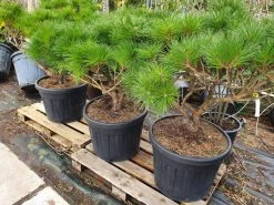 Meerstammige Japanse Pijnboom (Pinus Parviflora 'Brevifolia') -Groene Wereld brevifolia