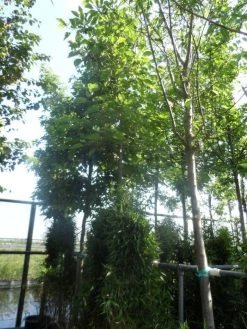 Papiermoerbei (Broussonetia Papyrifera) -Groene Wereld broussonetia papyrifera 16 18ho cont