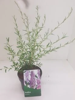 Vlinderstruik (Buddleja Alternifolia) 11 Vlinderstruik (Buddleja Alternifolia) -Groene Wereld budd alternifolia