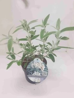 Vlinderstruik (Buddleja 'Silver Anniversary') -Groene Wereld budd silver annieversary