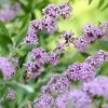 Vlinderstruik (Buddleja Alternifolia) -Groene Wereld buddleja alternifolia