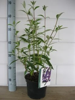 Vlinderstruik (Buddleja Davidii 'Black Knight') 15 Vlinderstruik (Buddleja Davidii 'Black Knight') -Groene Wereld buddleja black knight c3 10 7 2016 1