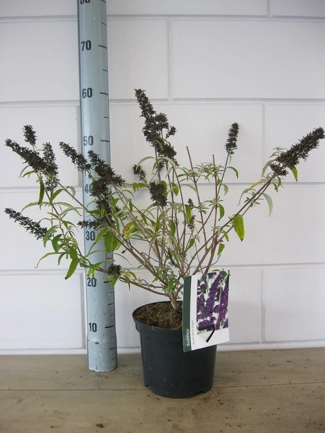Vlinderstruik (Buddleja Davidii 'Black Knight') 7 Vlinderstruik (Buddleja Davidii 'Black Knight') - Afbeelding 5