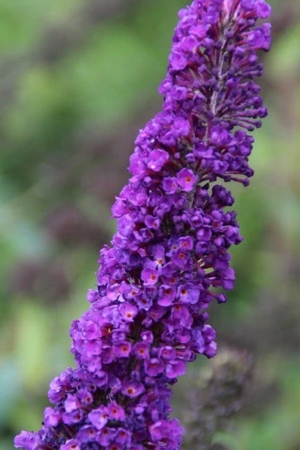 Vlinderstruik (Buddleja Davidii 'Black Knight') 4 Vlinderstruik (Buddleja Davidii 'Black Knight') - Afbeelding 2