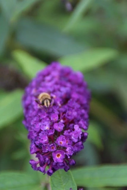 Vlinderstruik (Buddleja Davidii 'Black Knight') 5 Vlinderstruik (Buddleja Davidii 'Black Knight') - Afbeelding 3
