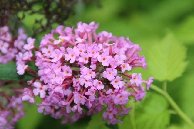 Vlinderstruik (Buddleja Davidii 'Pink Delight') 5 Vlinderstruik (Buddleja Davidii 'Pink Delight') - Afbeelding 3